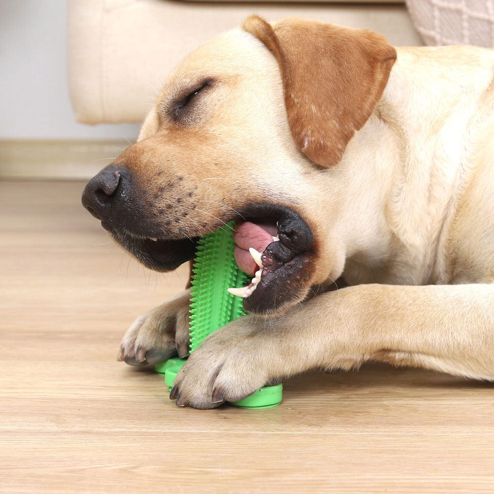 Pawslife Tooth Brush Toy
